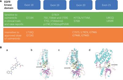 Osimertinib-Centered Therapy Against Uncommon Epidermal Growth Factor Receptor-Mutated Non-Small-Cell Lung Cancer- A Mini Review